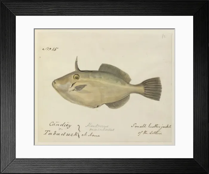 Framed Print : Small leatherjacket illustration Framed Print : Small leatherjacket illustration