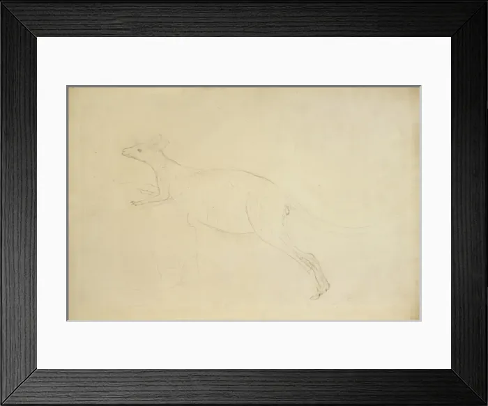Framed Print : Macropus sp. kangaroo Framed Print : Macropus sp. kangaroo