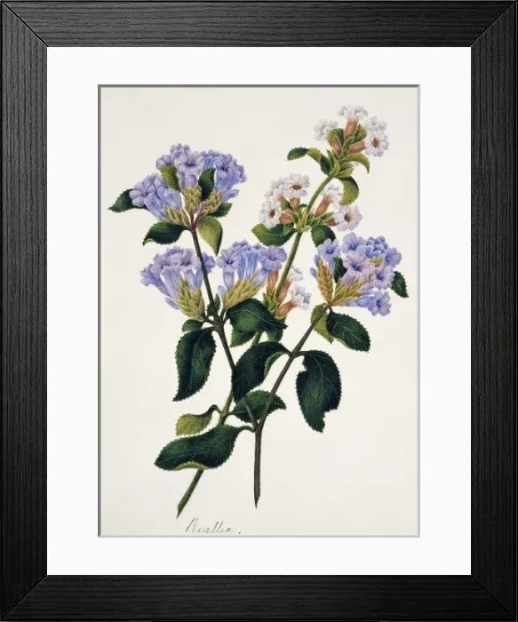 Framed Print : Strobilantes Framed Print : Strobilantes