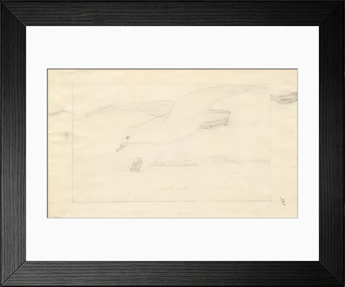 Framed Print : Pagodroma nivea, snow petrel Framed Print : Pagodroma nivea, snow petrel