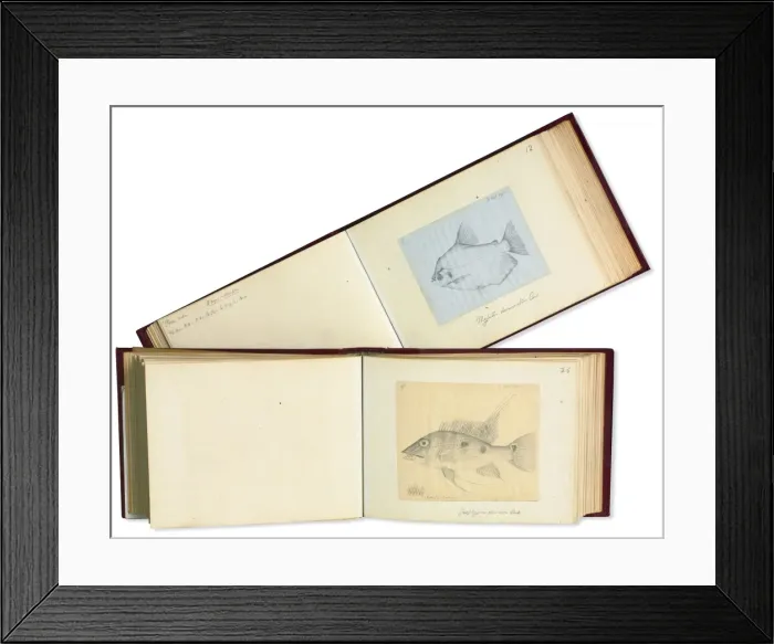 Framed Print : Notes and sketches by Alfred Russel Wallace (1823 - 1913) Framed Print : Notes and sketches by Alfred Russel Wallace (1823 - 1913)