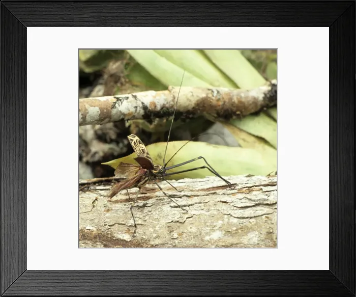 Framed Print : Acrocinus longimanus, Harlequin beetle Framed Print : Acrocinus longimanus, Harlequin beetle