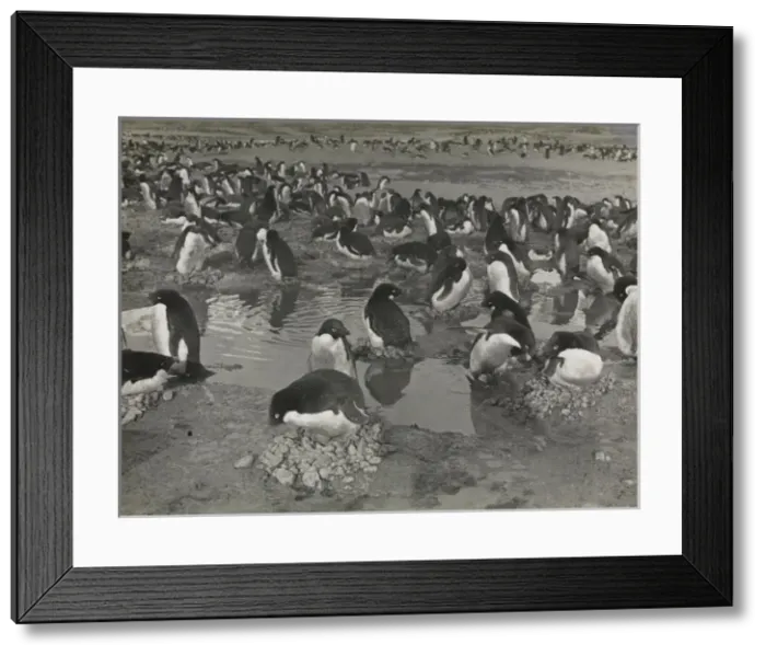 Framed Print : Group of Adeliee Penguins, Cape Adare Framed Print : Group of Adeliee Penguins, Cape Adare