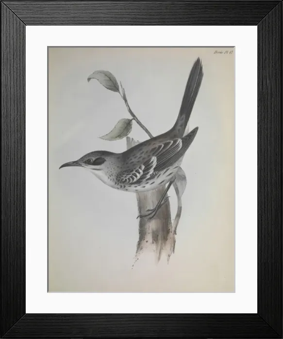 Framed Print : Mocking bird Framed Print : Mocking bird