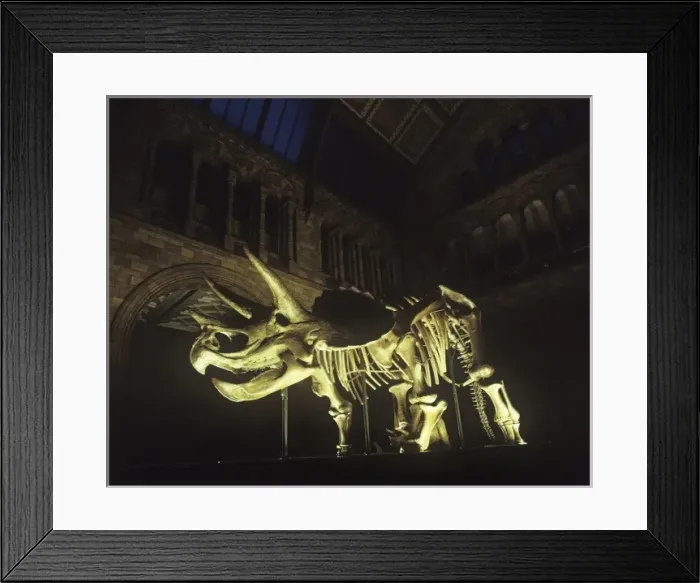 Framed Print : Triceratops skeleton Framed Print : Triceratops skeleton