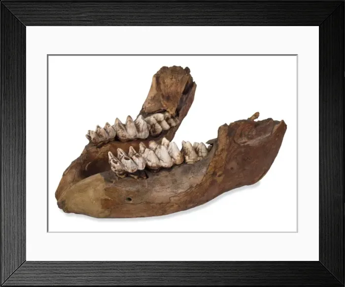 Framed Print : Missourium theristrocaulodon, jaw bone Framed Print : Missourium theristrocaulodon, jaw bone