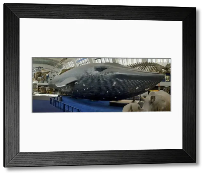 Framed Print : Balaenoptera musculus, blue whale Framed Print : Balaenoptera musculus, blue whale