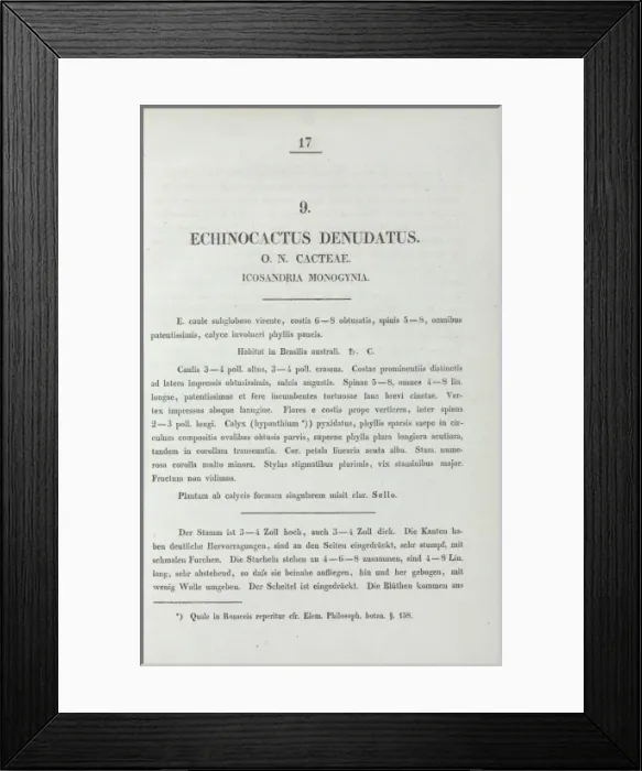 Framed Print : Echinocactus denudatus Framed Print : Echinocactus denudatus