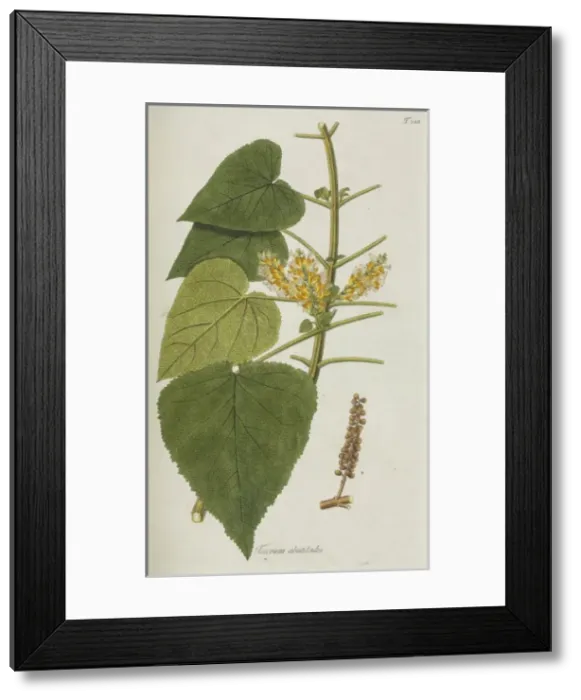 Framed Print : Teucrium abutiloides Framed Print : Teucrium abutiloides