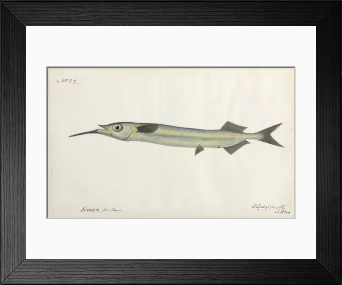 Framed Print : Guardfish illustration Framed Print : Guardfish illustration