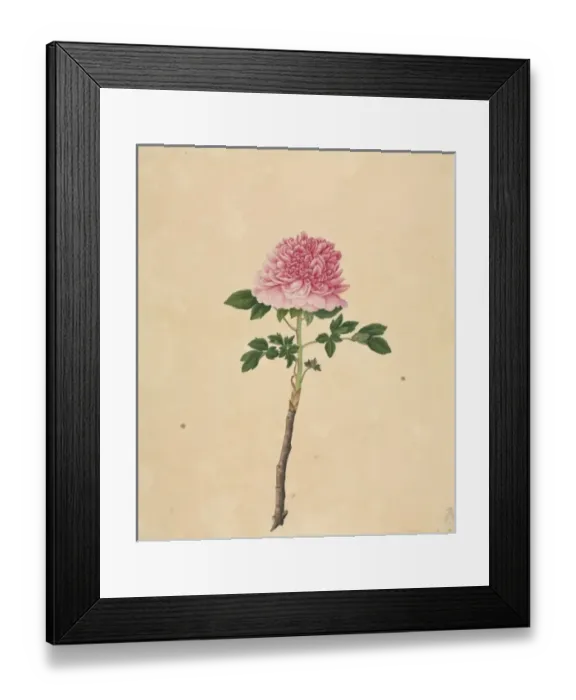 Framed Print : Paeonia moutan cv Framed Print : Paeonia moutan cv
