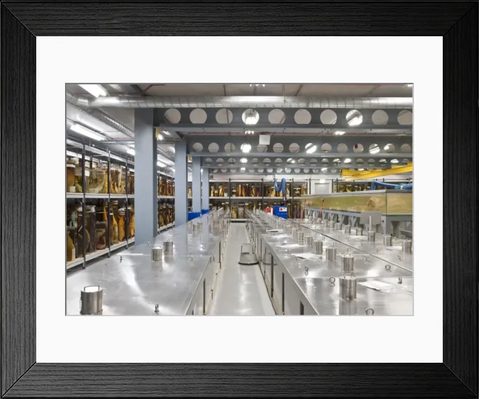 Framed Print : The Tank Room, Darwin Centre Framed Print : The Tank Room, Darwin Centre