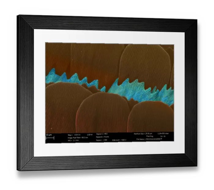 Framed Print : Heliconius doris, doris longwing Framed Print : Heliconius doris, doris longwing