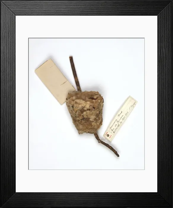 Framed Print : Humming bird nest Framed Print : Humming bird nest