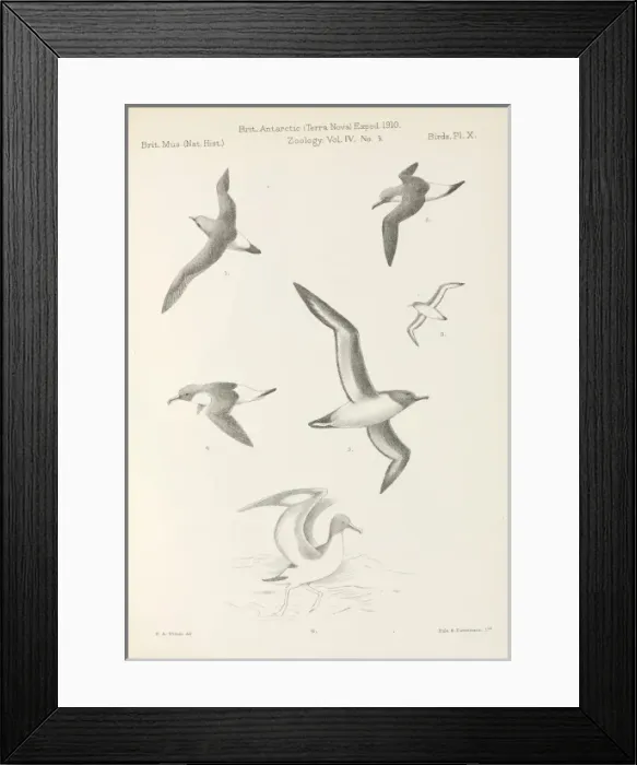 Framed Print : Terra Nova birds report Framed Print : Terra Nova birds report