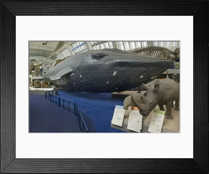 Framed Print : Balaenoptera musculus, blue whale Framed Print : Balaenoptera musculus, blue whale