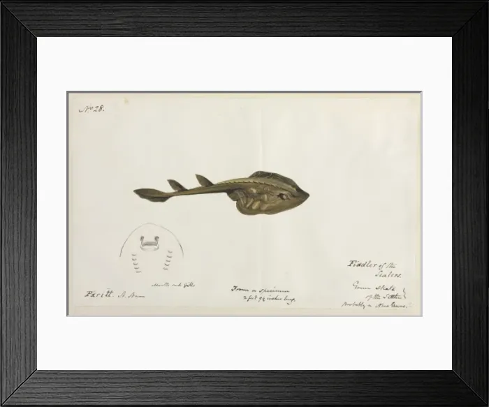 Framed Print : Green skate illustration Framed Print : Green skate illustration