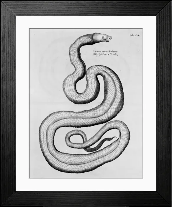 Framed Print : A Natural History of Jamaica Framed Print : A Natural History of Jamaica