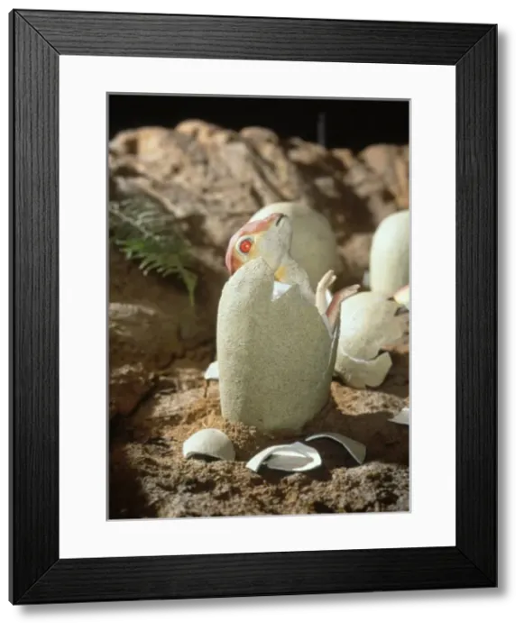 Framed Print : Maiasaura hatchling Framed Print : Maiasaura hatchling