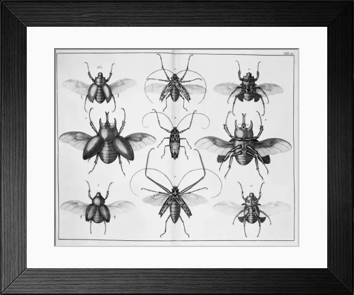 Framed Print : Beetle illustration Framed Print : Beetle illustration
