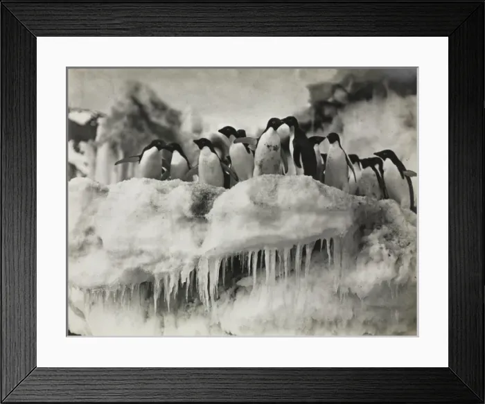 Framed Print : Group of Adeliee Penguins, Cape Adare Framed Print : Group of Adeliee Penguins, Cape Adare