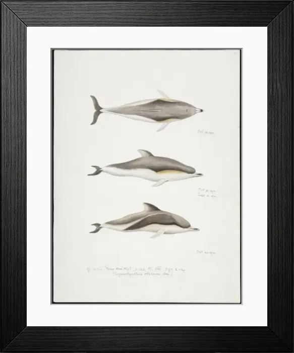 Framed Print : Sketch of Dolphins by Edward Wilson