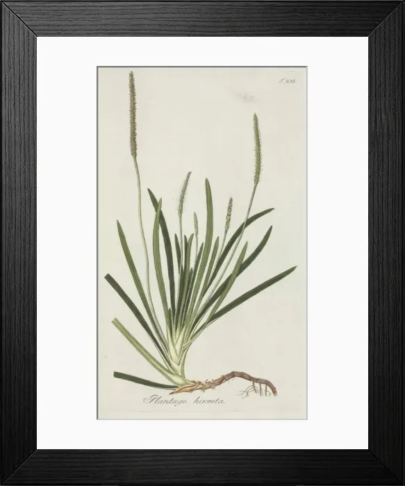 Framed Print : Plantago hirsuta Framed Print : Plantago hirsuta