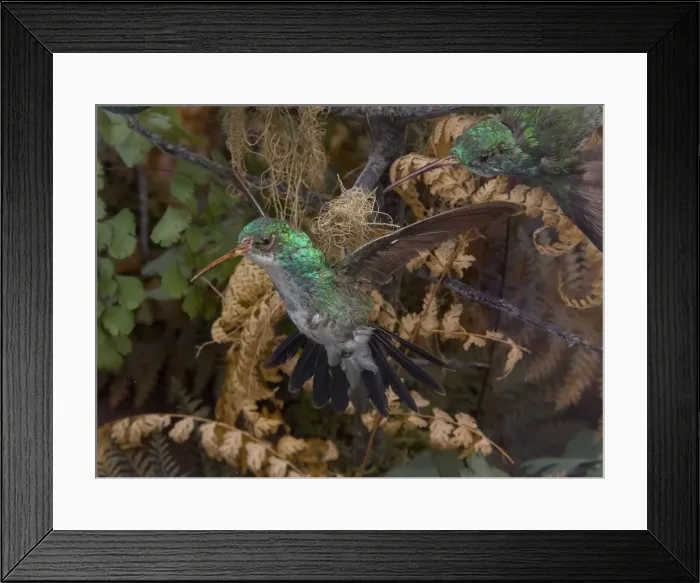 Framed Print : Hummingbird specimen Framed Print : Hummingbird specimen
