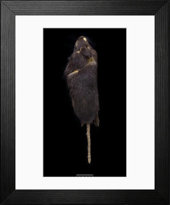 Framed Print : Megalomys luciae, saint lucia giant rice rat (holotype) Framed Print : Megalomys luciae, saint lucia giant rice rat (holotype)
