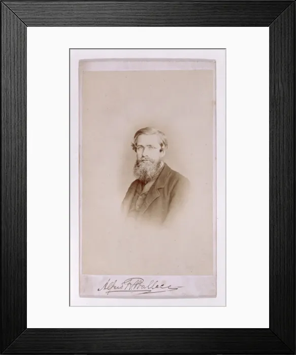Framed Print : Alfred Russel Wallace (1823-1913) Framed Print : Alfred Russel Wallace (1823-1913)