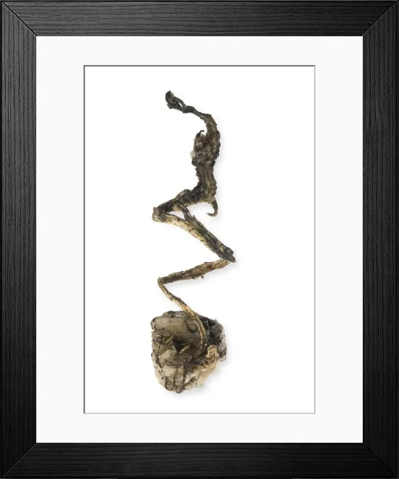 Framed Print : Silver wire Framed Print : Silver wire