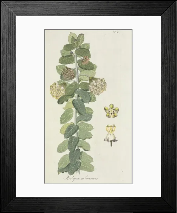 Framed Print : Asclepias arborescens Framed Print : Asclepias arborescens