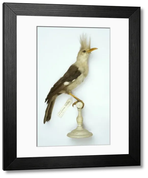 Framed Print : Fregilupus varius, reunion starling Framed Print : Fregilupus varius, reunion starling