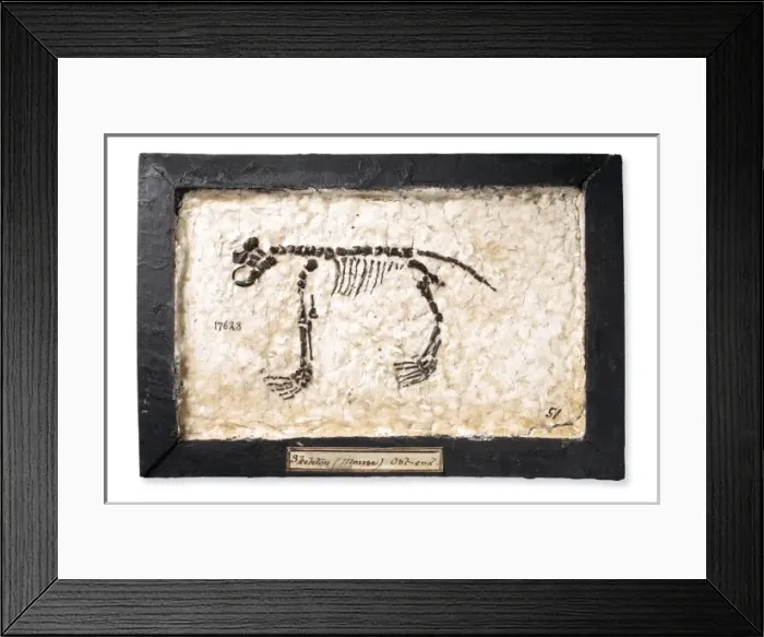 Framed Print : Fake rodent skeleton Framed Print : Fake rodent skeleton