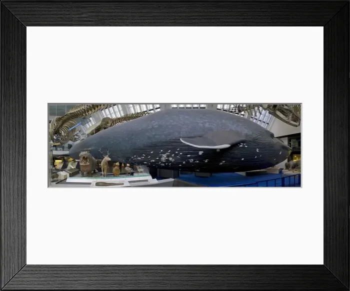 Framed Print : Balaenoptera musculus, blue whale Framed Print : Balaenoptera musculus, blue whale