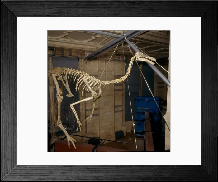 Framed Print : Gallimimus Framed Print : Gallimimus