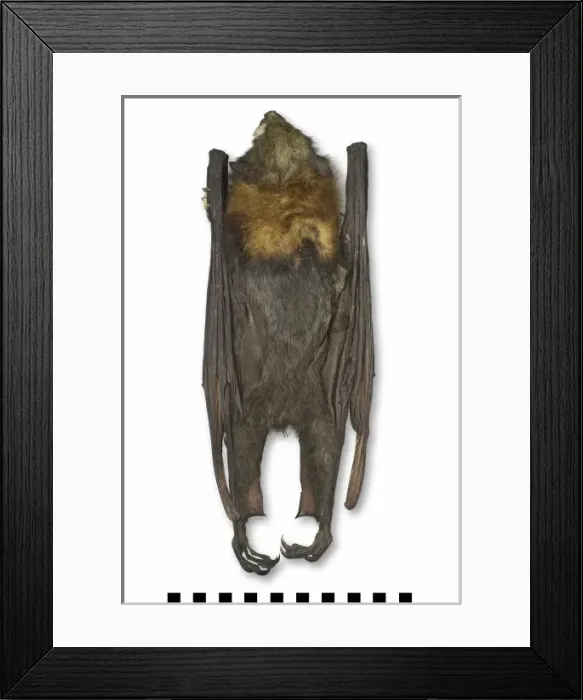 Framed Print : Pteropus poliocephalus, grey-headed flying-fox Framed Print : Pteropus poliocephalus, grey-headed flying-fox
