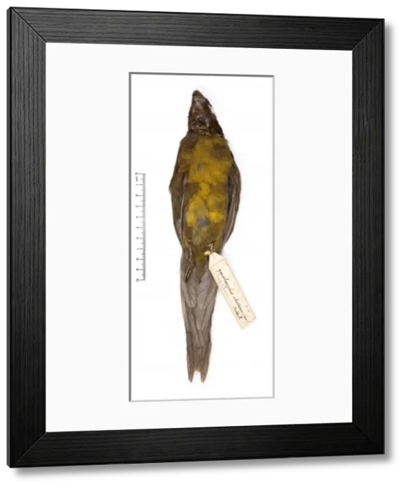 Framed Print : Cyanoramphus zealandicus, black-fronted parakeet Framed Print : Cyanoramphus zealandicus, black-fronted parakeet