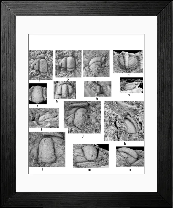 Framed Print : Cambrian trilobites from the Falkland Islands Framed Print : Cambrian trilobites from the Falkland Islands