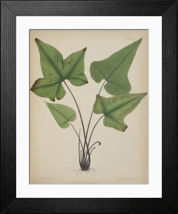 Framed Print : Asplenium palmatum Framed Print : Asplenium palmatum