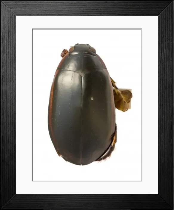 Framed Print : Megadytes ducalis, water beetle Framed Print : Megadytes ducalis, water beetle