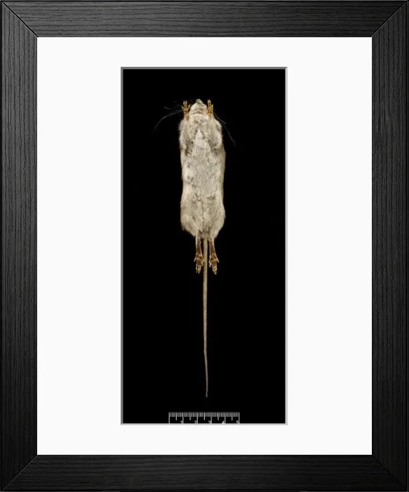 Framed Print : Oligoryzomys victus, St. Vincent pygmy rice rat Framed Print : Oligoryzomys victus, St. Vincent pygmy rice rat