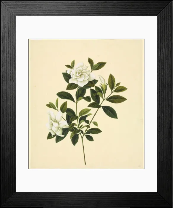Framed Print : Camelia cv Framed Print : Camelia cv