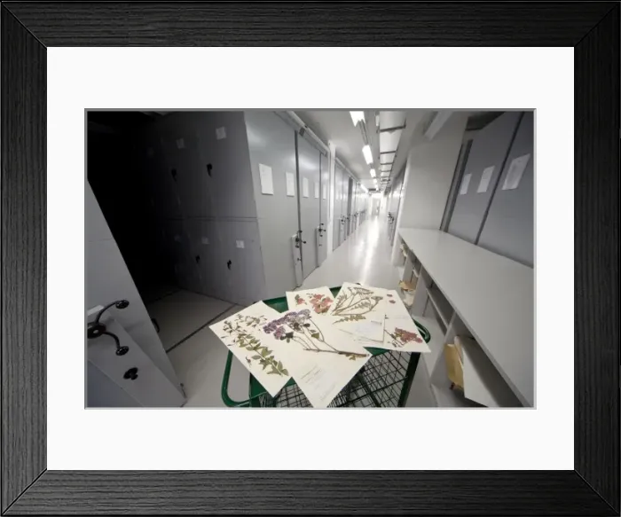 Framed Print : General Herbarium, Darwin Centre Framed Print : General Herbarium, Darwin Centre
