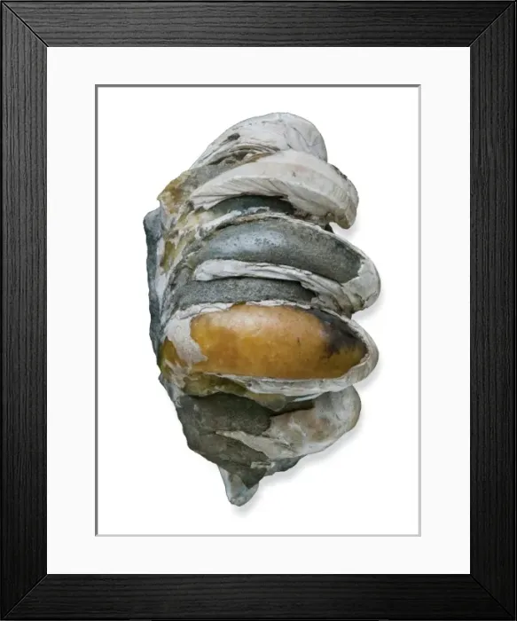 Framed Print : Crepidula, slipper limpets Framed Print : Crepidula, slipper limpets