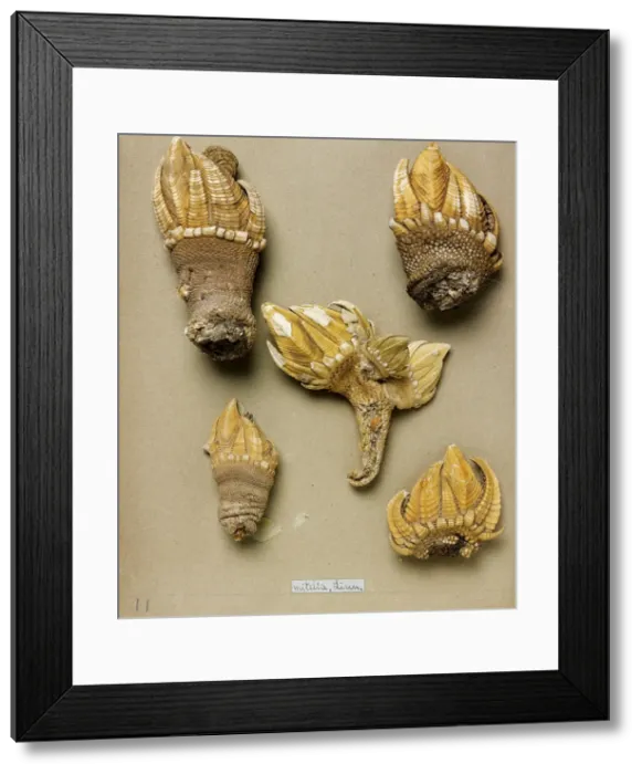 Framed Print : Pollicipes mitella Framed Print : Pollicipes mitella