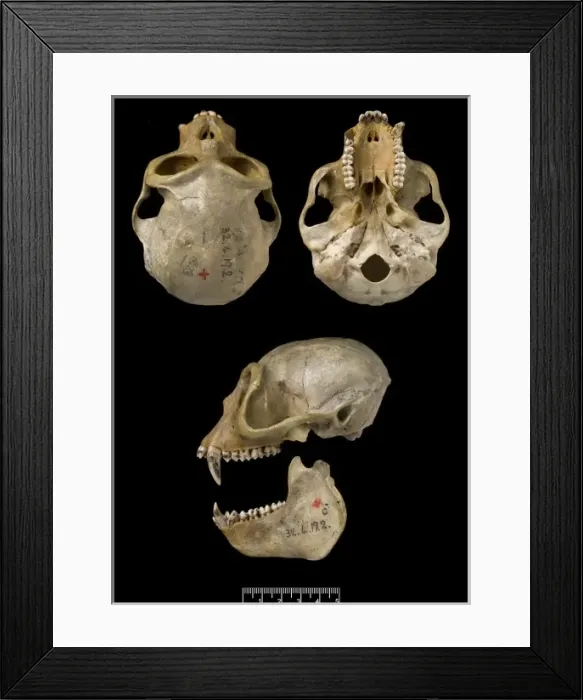 Framed Print : Trachypithecus delacouri, delacours langur Framed Print : Trachypithecus delacouri, delacours langur