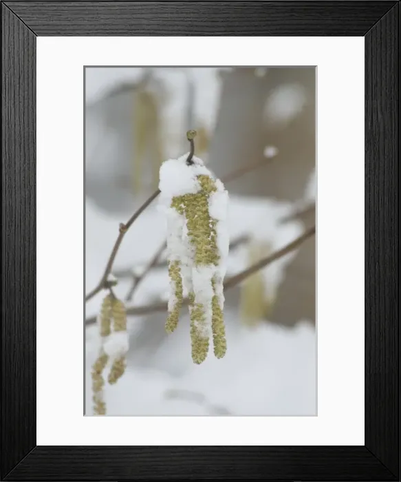 Framed Print : The Wildlife Garden Framed Print : The Wildlife Garden
