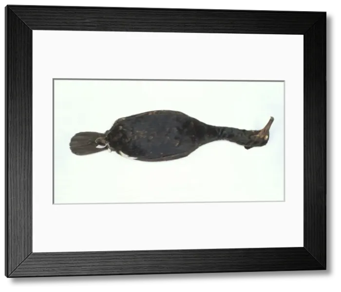 Framed Print : Phalacrocorax perspecillatus, spectacled cormorant Framed Print : Phalacrocorax perspecillatus, spectacled cormorant