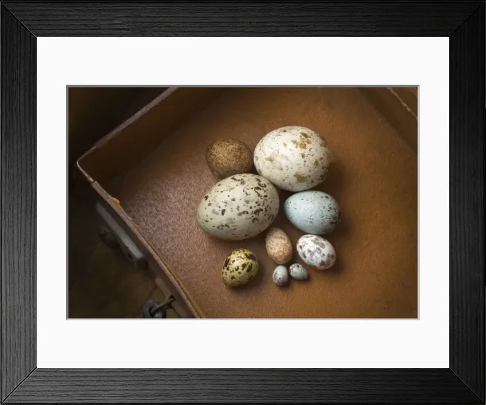 Framed Print : Clutch of eggs Framed Print : Clutch of eggs